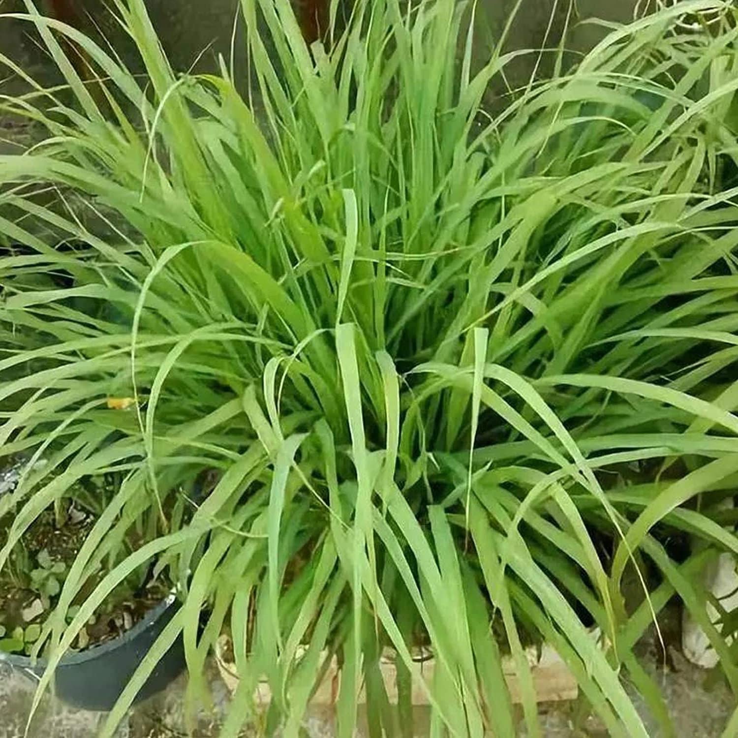 Lemon grass plant from Florida Plants Nursery with tall, vibrant green stalks and feathery leaves.
