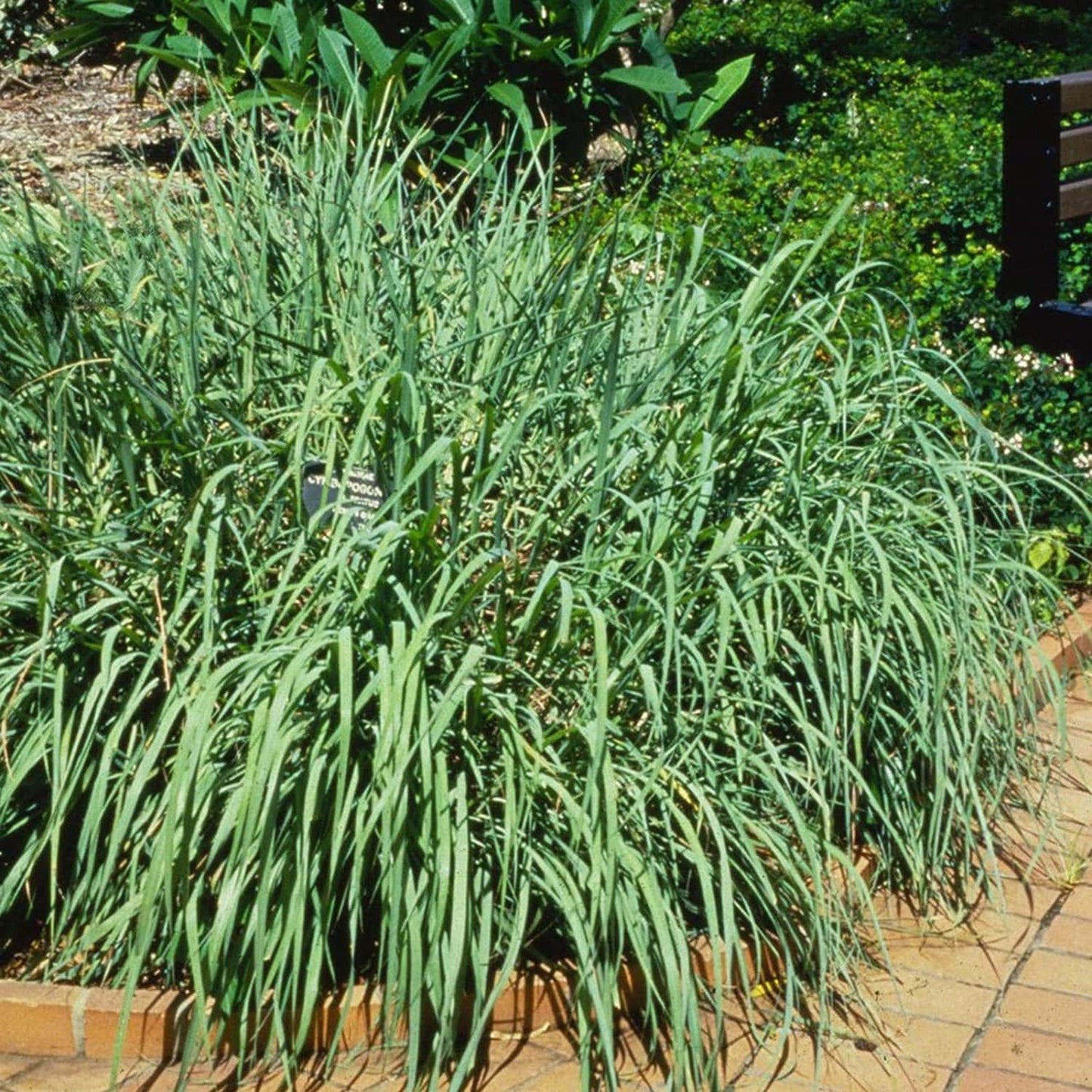Lemon grass plant from Florida Plants Nursery with tall green stems and lush leaves, ideal for culinary and ornamental use.