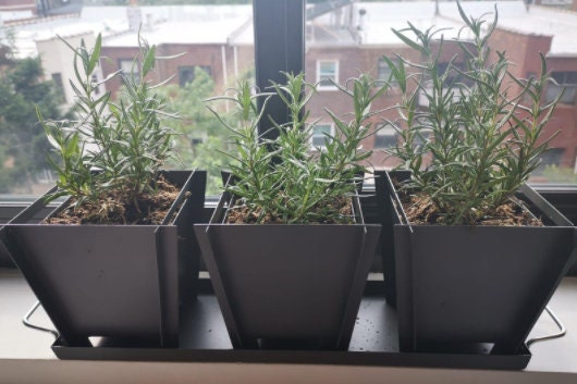 Healthy rosemary plant from Florida Plants Nursery with green, fragrant leaves, ideal for culinary use or garden decoration.
