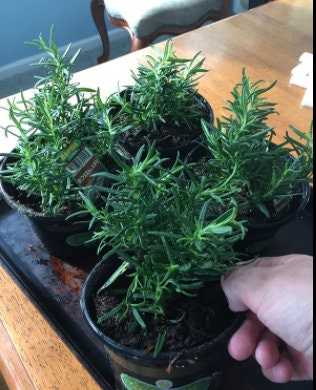 Healthy rosemary plant by Florida Plants Nursery, featuring green aromatic herb leaves in a garden setting.