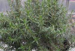 Healthy rosemary plant from Florida Plants Nursery with bright green, aromatic leaves, ideal for culinary use or garden decoration.