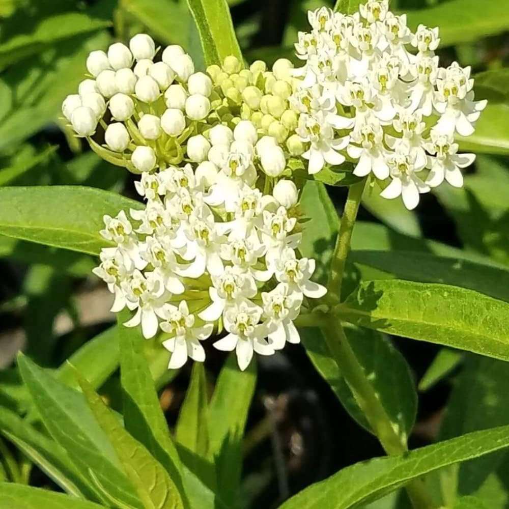 Two white milkweed live plants from Florida Plants Nursery, ideal for butterfly gardens and flower beds.
