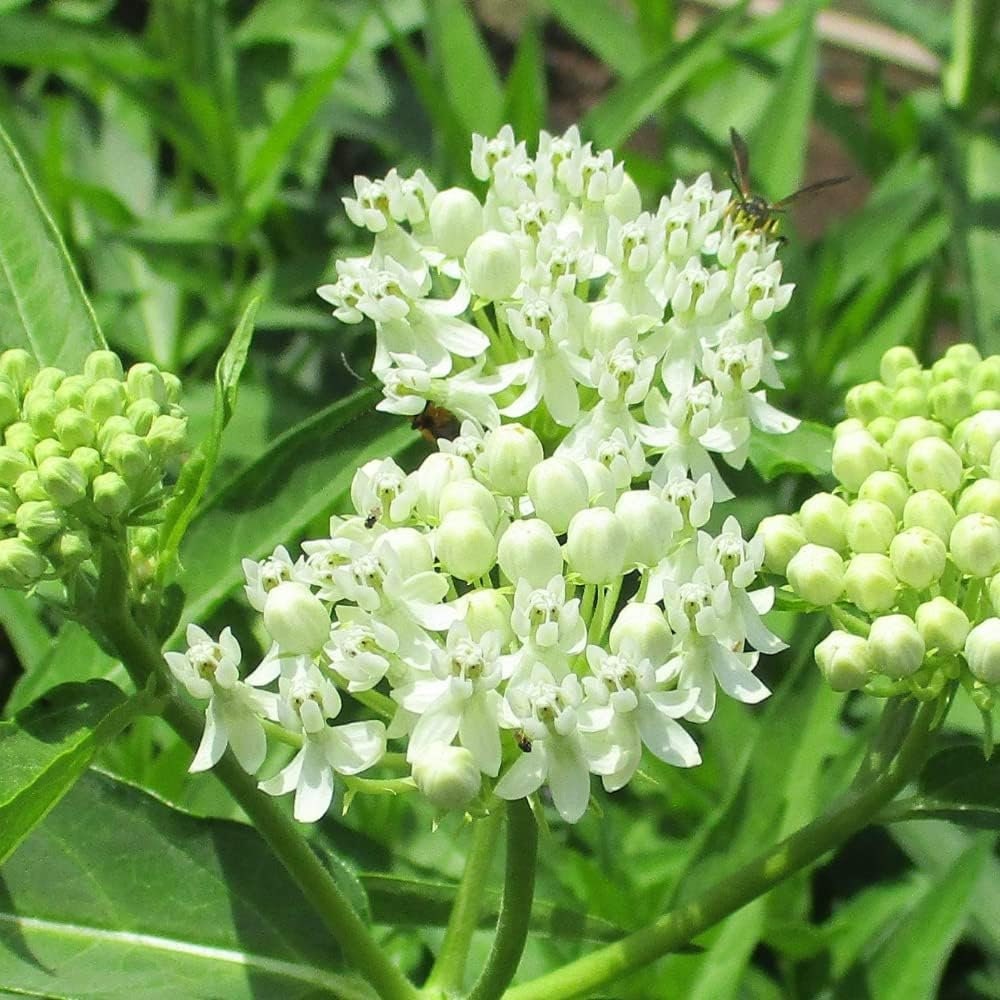 Two white milkweed live plants from Florida Plants Nursery, ideal for butterfly gardens and flowering landscapes.