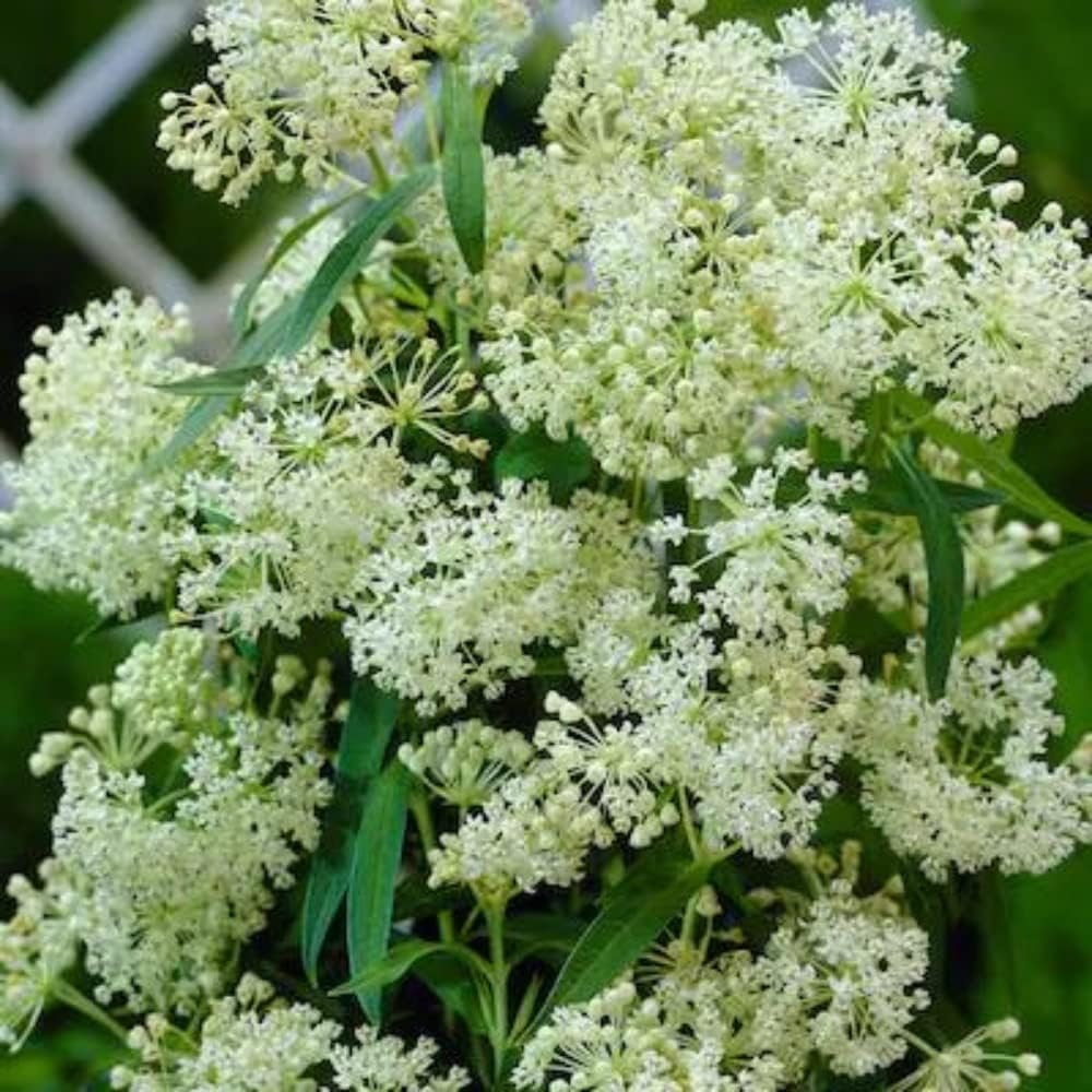 Two white milkweed live plants for butterfly gardens, featuring lush green foliage and white flower buds, from Florida Plants Nursery.