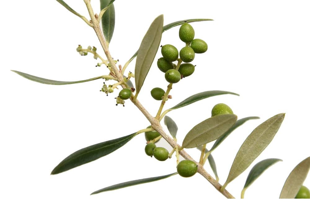 Healthy Arbequina Olive Tree by Florida Plants Nursery with lush green foliage and a sturdy trunk.