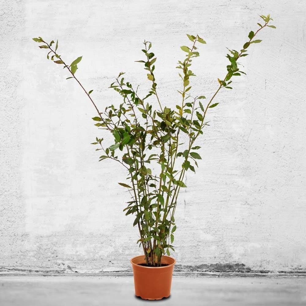 Healthy Bay Laurel tree from Florida Plants Nursery with lush green leaves and a sturdy trunk.