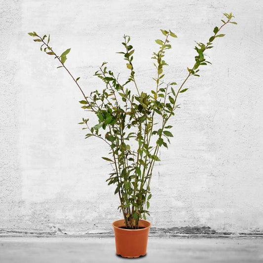 Healthy Bay Laurel tree from Florida Plants Nursery with lush green leaves and a sturdy trunk.
