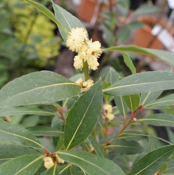Bay Laurel Tree by Florida Plants Nursery with lush green foliage and a sturdy trunk, ideal for garden or landscape planting.