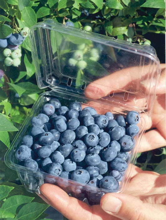Healthy Biloxi blueberry plant from Florida Plants Nursery with lush green leaves and developing berries.