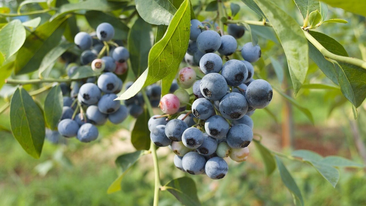Healthy Biloxi Blueberry plant from Florida Plants Nursery with lush green leaves and developing blueberries in a garden setting.