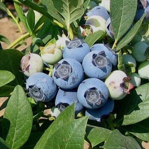 Healthy Biloxi Blueberry Plant from Florida Plants Nursery with lush green leaves and developing blueberry clusters.