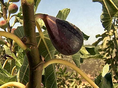 Black Mission Fig Tree from Florida Plants Nursery with lush green leaves and a sturdy trunk, ideal for home gardens.