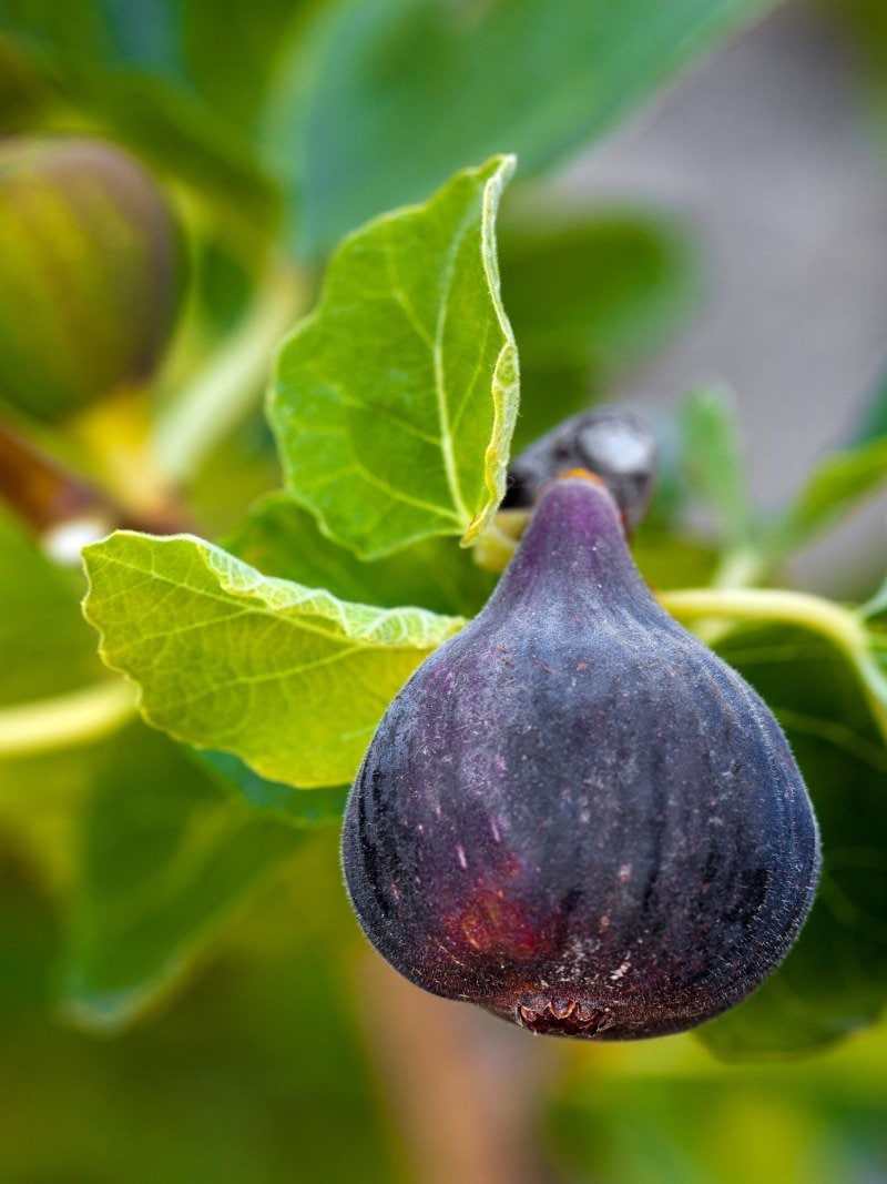 Black Mission Fig tree from Florida Plants Nursery with lush green leaves and mature fruit on a sunny outdoor setting.