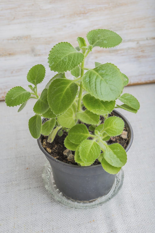 Healthy Cuban oregano plant from Florida Plants Nursery with green, aromatic leaves in a garden setting.
