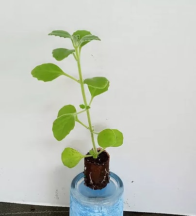 Healthy Cuban oregano plant from Florida Plants Nursery with green, aromatic leaves suitable for culinary use.
