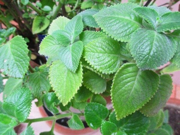 Healthy Cuban oregano plant with green, aromatic leaves in a nursery container, ready for planting or indoor use.