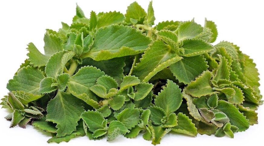Healthy Cuban oregano plant from Florida Plants Nursery with green, aromatic leaves in a pot.