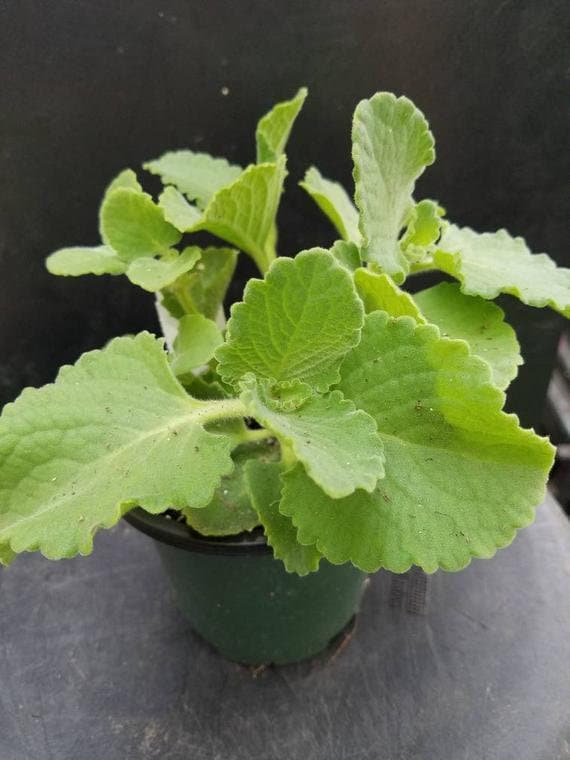 Healthy Cuban oregano plant with green, aromatic leaves, grown by Florida Plants Nursery, suitable for culinary and medicinal uses.