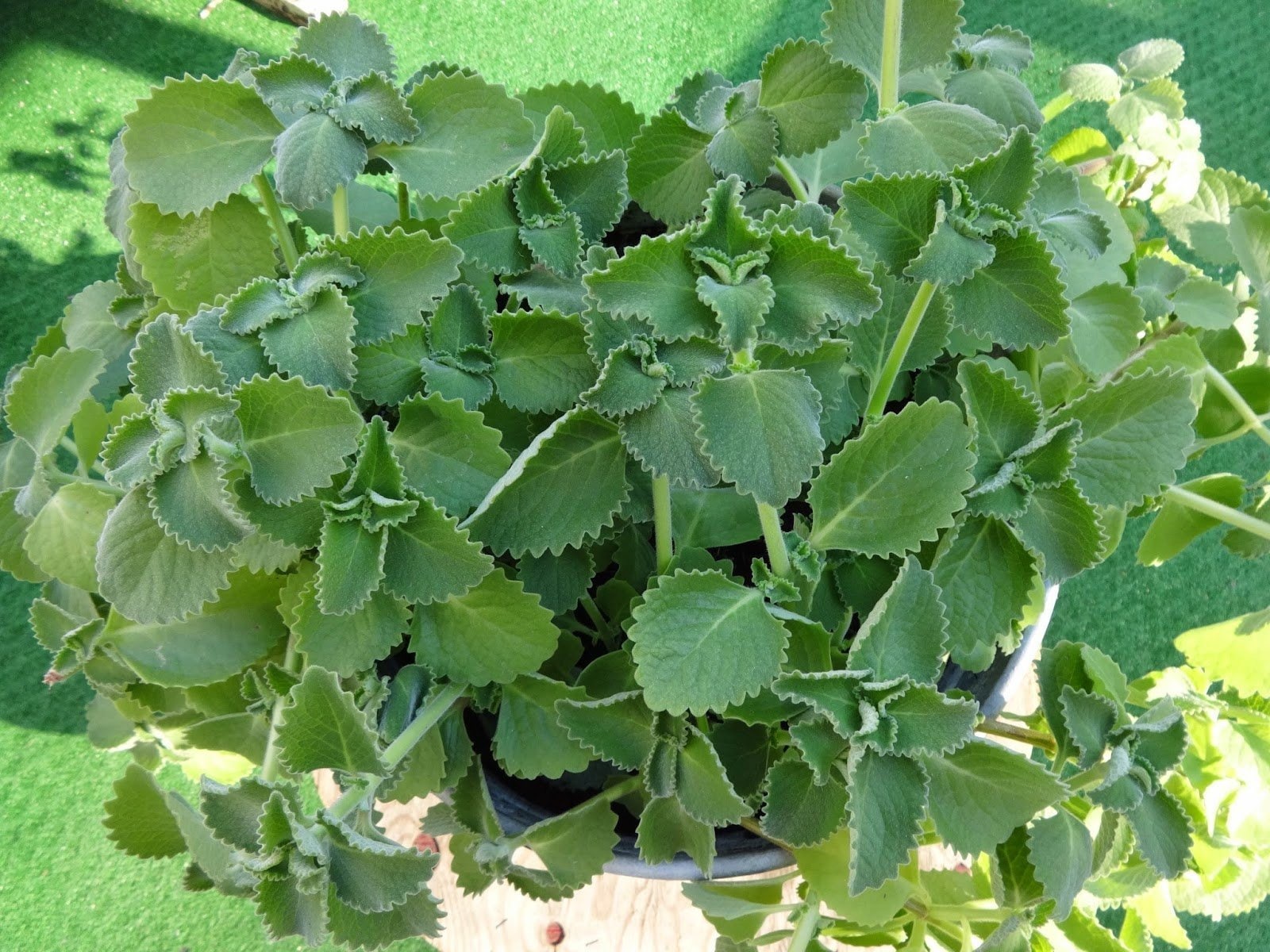 Cuban oregano plant with green, aromatic leaves in a nursery pot, grown by Florida Plants Nursery.
