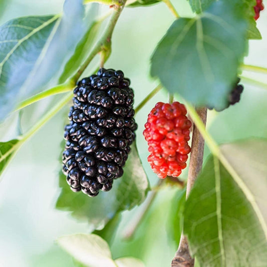 Dwarf mulberry tree grown by Florida Plants Nursery, showing lush green foliage and compact size suitable for small gardens.