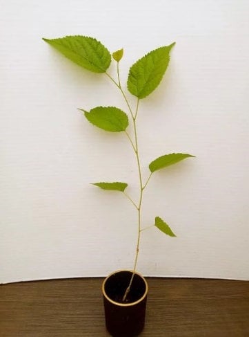 Dwarf mulberry tree from Florida Plants Nursery with lush green leaves and compact growth habit, ideal for small gardens.