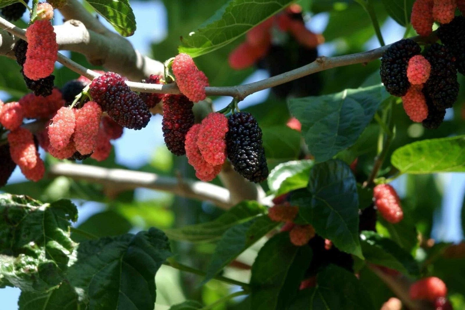 Dwarf Mulberry Tree from Florida Plants Nursery with lush green foliage and compact growth habit.