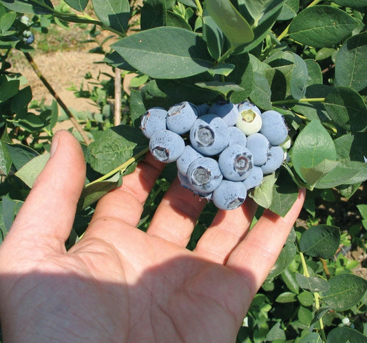Emerald Blueberry Plants from Florida Plants Nursery, healthy blueberry plants with lush green foliage and vibrant berries.