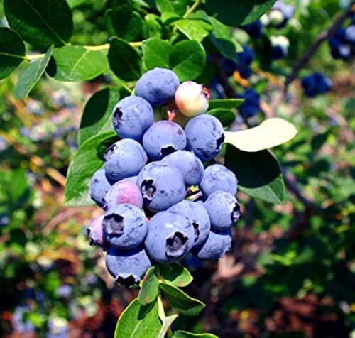 Emerald blueberry plants from Florida Plants Nursery arranged outdoors with green leaves and ripe blueberries visible.