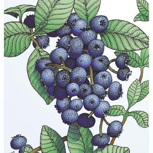 Emerald blueberry plants from Florida Plants Nursery with lush green foliage and ripe blueberries ready for harvest.