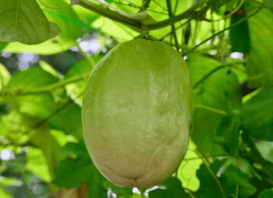 Giant granadilla passion fruit from Florida Plants Nursery showing ripe yellow passion fruit hanging on a vine with green leaves.