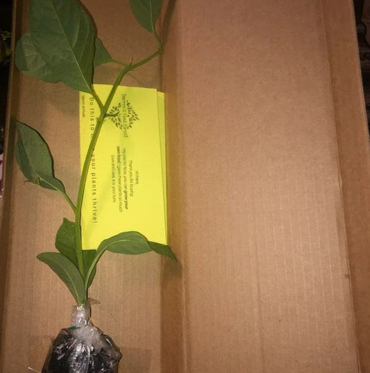 Giant granadilla passion fruit plant from Florida Plants Nursery with lush green leaves and ripe yellow passion fruits.