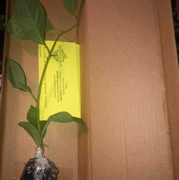 Giant granadilla passion fruit plant by Florida Plants Nursery with lush green foliage and ripe passion fruit on the vine