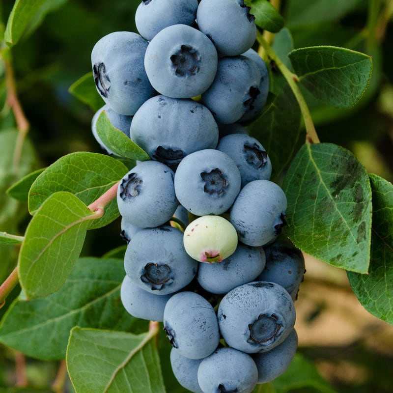 Legacy Blueberry plant from Florida Plants Nursery, showing lush green foliage and mature blueberry fruits.