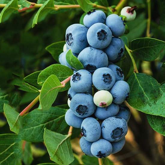 Healthy Legacy Blueberry plant from Florida Plants Nursery with lush green leaves and developing berries.