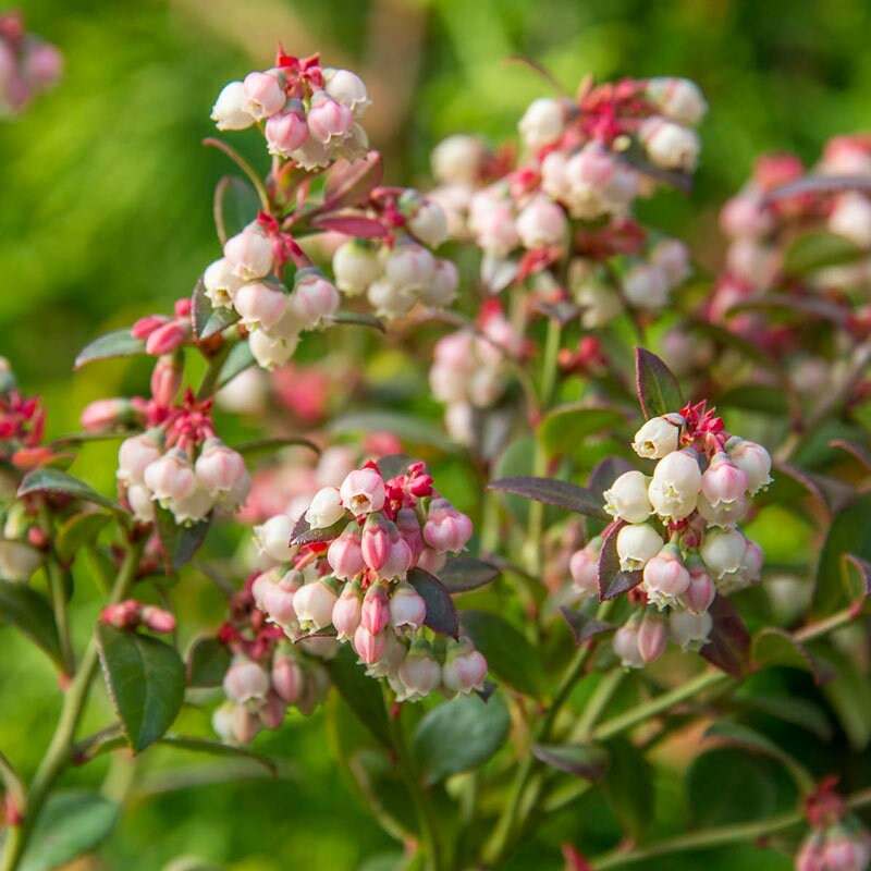 Legacy Blueberry plant from Florida Plants Nursery with lush green foliage and ripe blueberries on bush