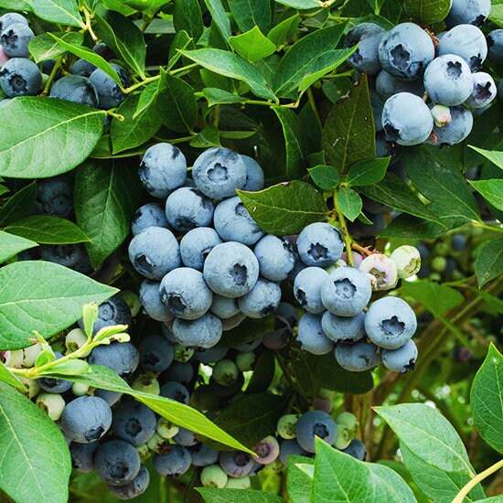 Healthy Legacy Blueberry bush by Florida Plants Nursery with lush green leaves and ripe blueberries ready for harvest.