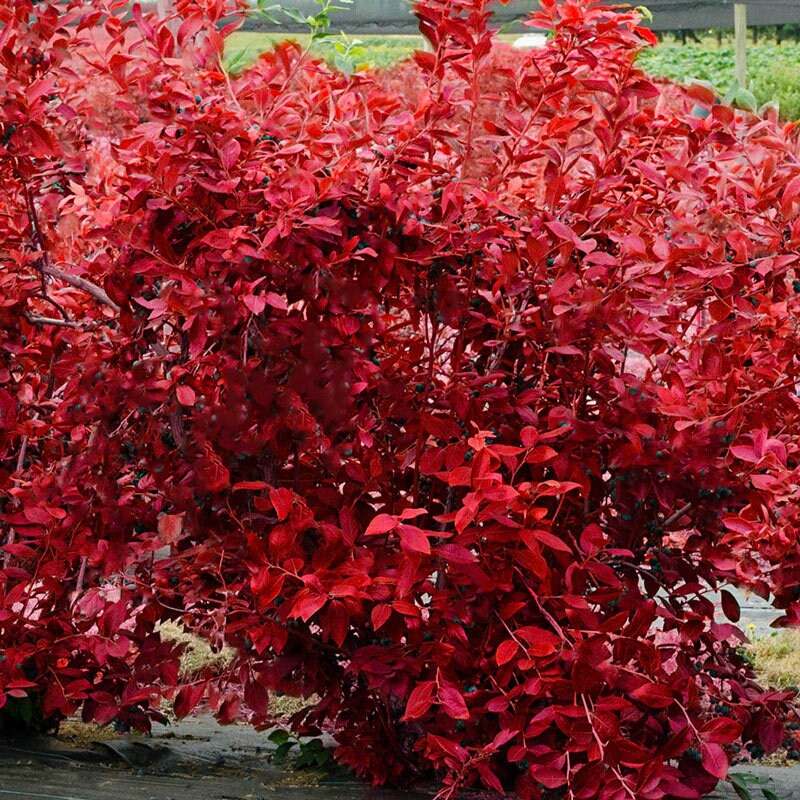 Legacy Blueberry plant from Florida Plants Nursery with green foliage and developing blueberries on the bush.