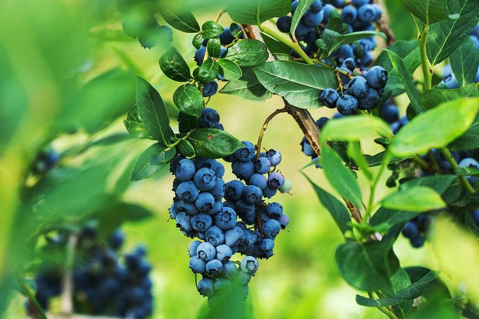 Healthy Legacy Blueberry plant from Florida Plants Nursery with lush green leaves and developing blueberries.