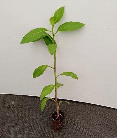 Fresh Longevity Spinach plant from Florida Plants Nursery, showcasing lush green leaves and healthy growth.