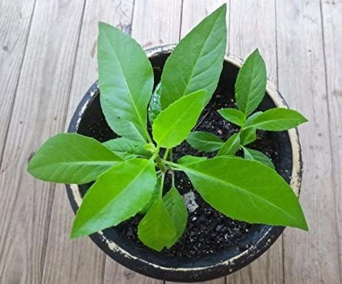 Longevity spinach plant from Florida Plants Nursery with lush green leaves in a garden setting.