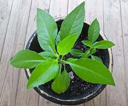 Healthy Longevity Spinach plant from Florida Plants Nursery with lush green leaves and vibrant growth.