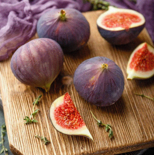 LSU Purple Fig Tree by Florida Plants Nursery with vibrant purple leaves and lush green branches in a garden setting.