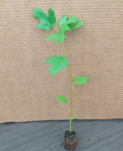 LSU Purple Fig Tree by Florida Plants Nursery, lush green leaves with purple-tinged foliage, full and healthy plant in a garden setting