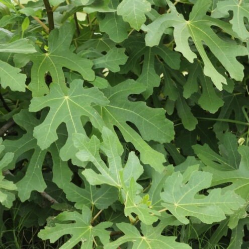 LSU Purple Fig Tree from Florida Plants Nursery with lush green leaves and purple-tinged foliage, ready for planting.