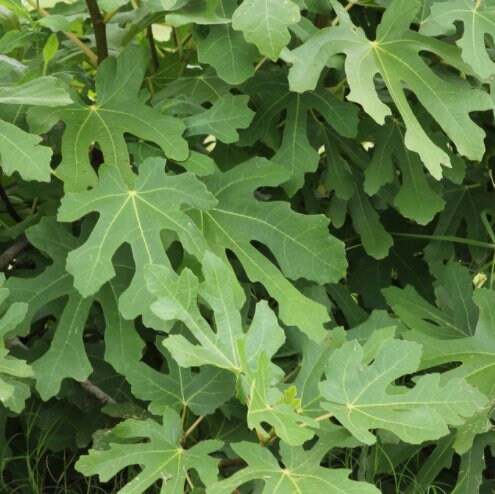 LSU Purple Fig Tree from Florida Plants Nursery with lush green leaves and purple-tinged branches.
