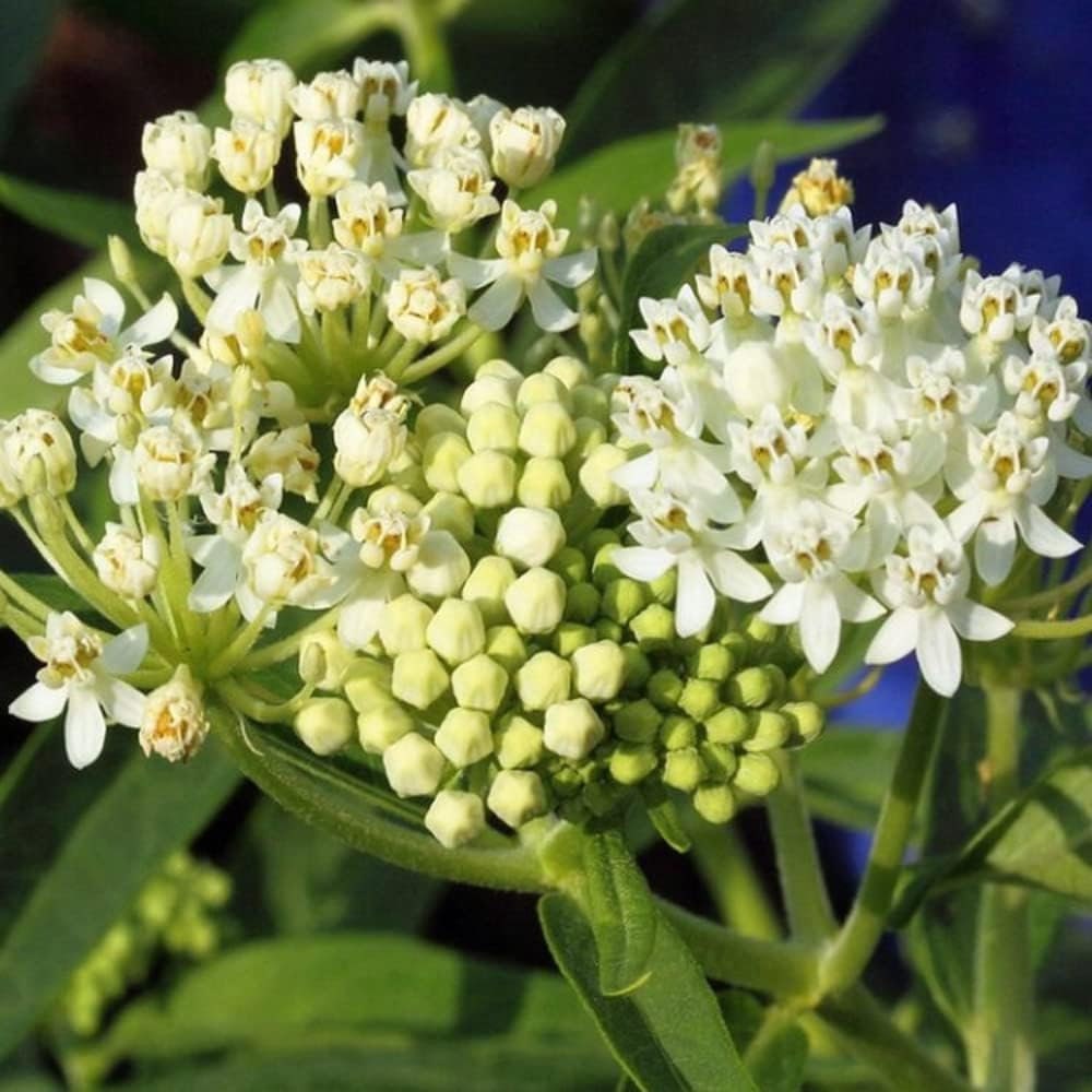 White milkweed live plants from Florida Plants Nursery, ideal for butterfly gardens and flower landscapes.