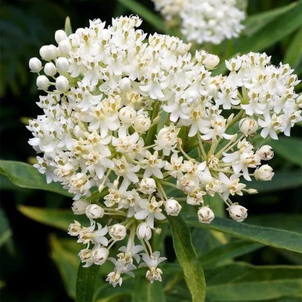 White milkweed live plants from Florida Plants Nursery, ideal for butterfly gardens and flower garden landscaping.