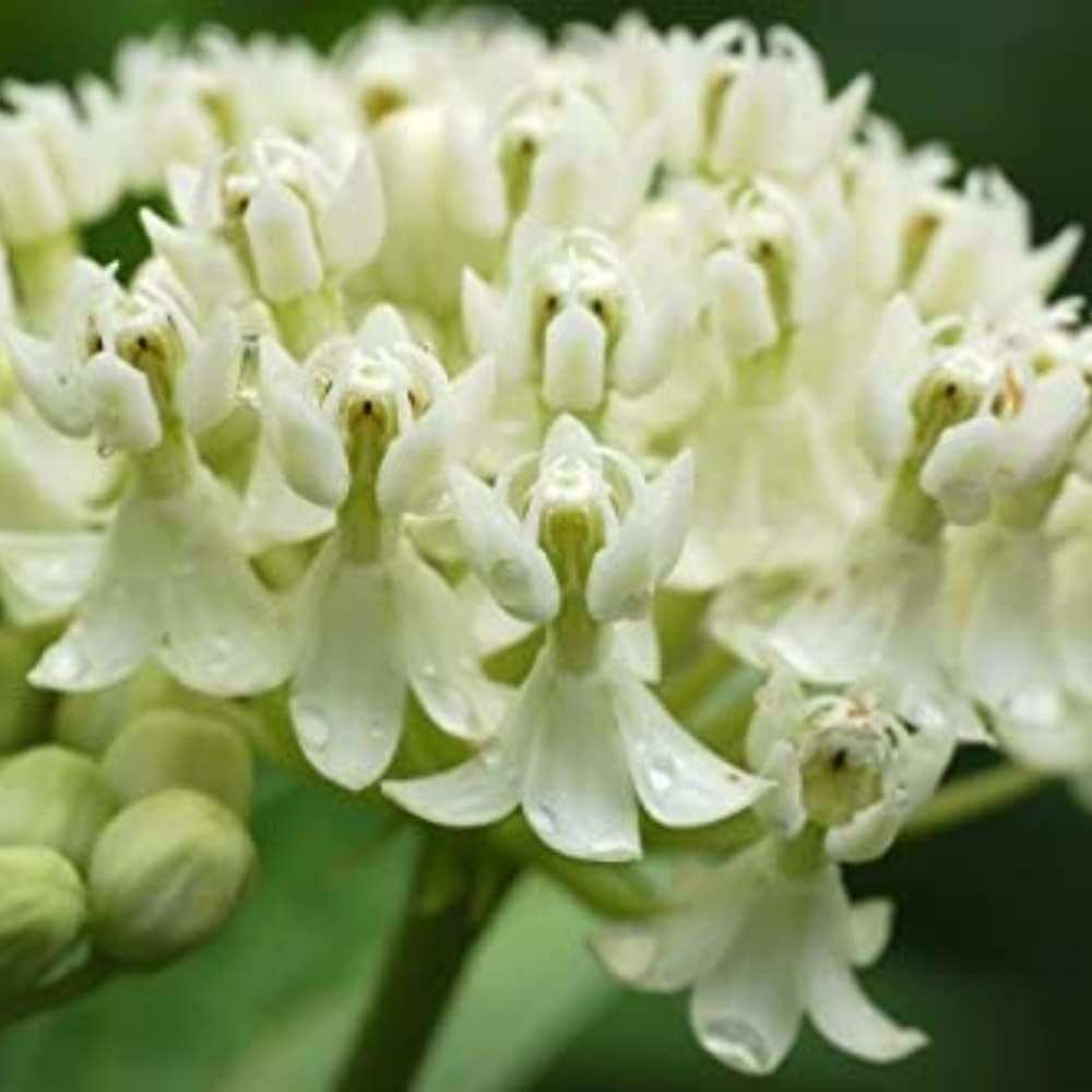 White milkweed live plants from Florida Plants Nursery, ideal for butterfly gardens and flower landscapes.