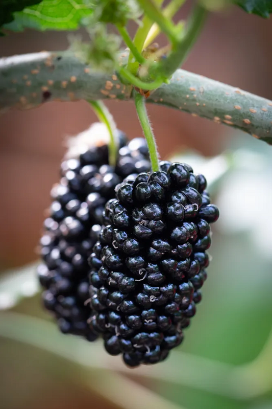 Mojo Berry Mulberry tree in a garden, showcasing lush green foliage and ripe berries, grown by Florida Plants Nursery.