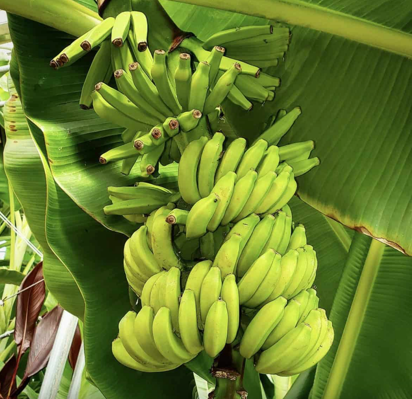 Rare Mona Lisa Banana Plant Musa FHIA-02 from Florida Plants Nursery, showcasing large green banana leaves and healthy growth.